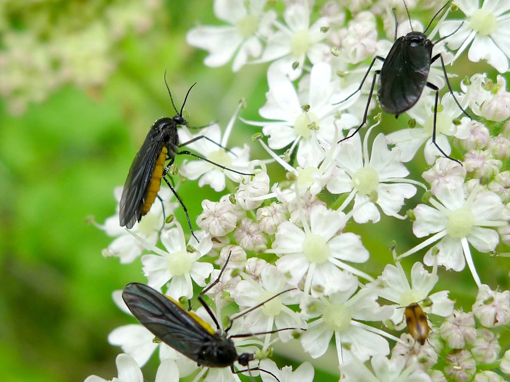 Borba protiv Sciaridae: zaštita vaših kućnih biljaka od sitnih mušica