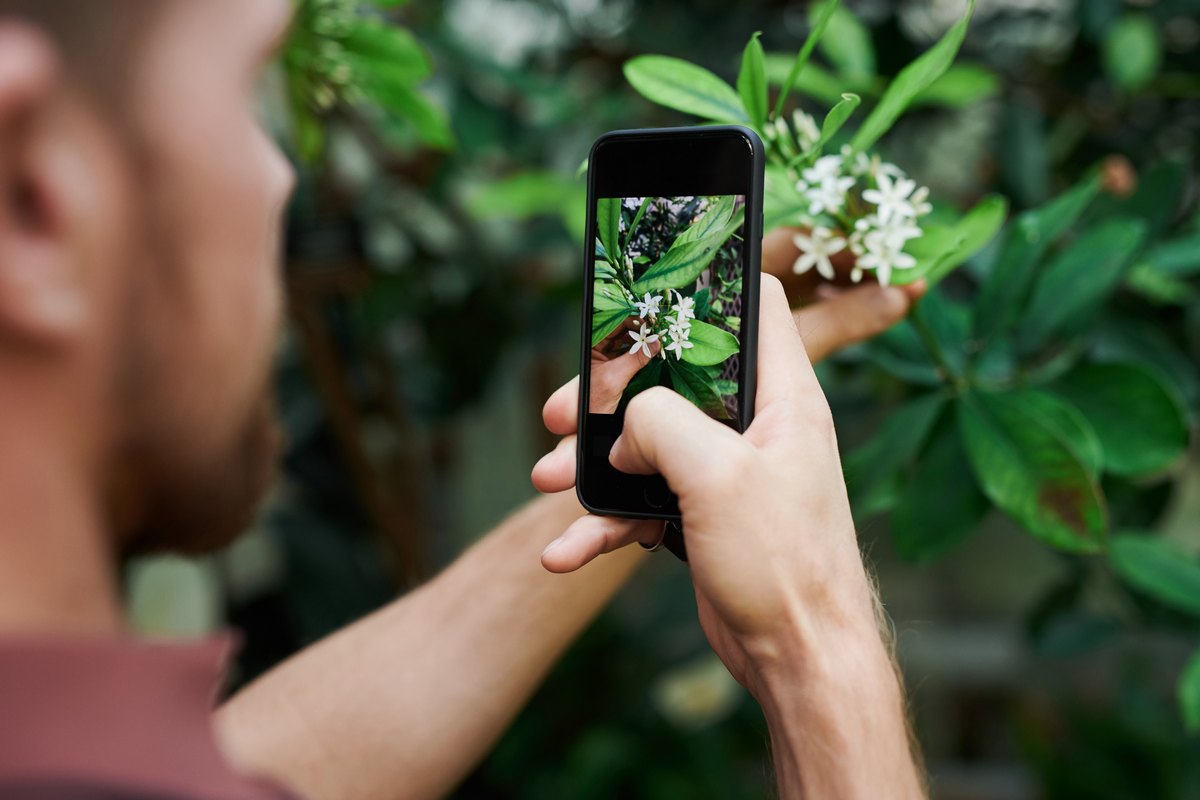 7 najboljih mobilnih aplikacija za prepoznavanje biljaka