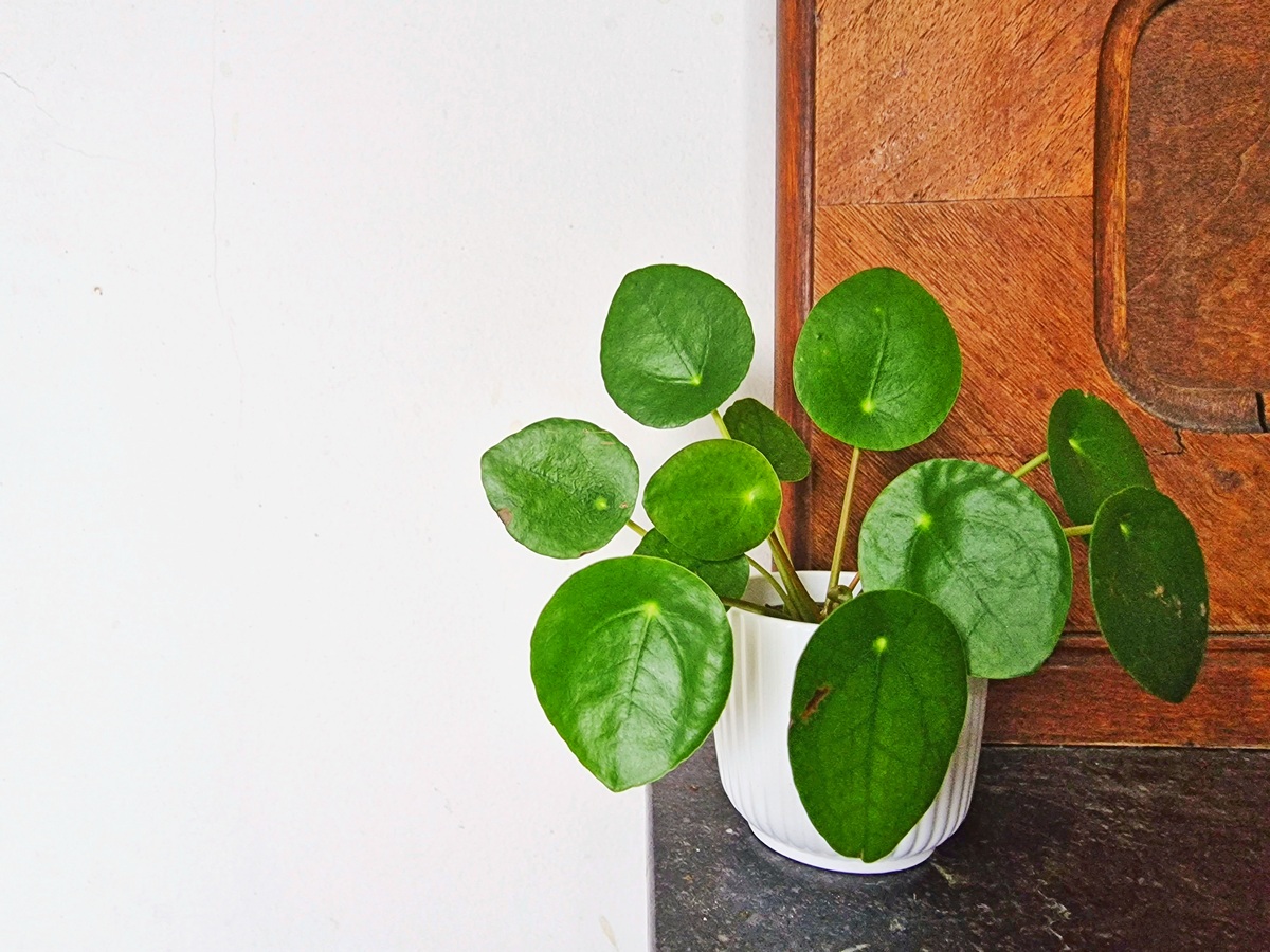 Pilea peperomioides: otkrivanje tajni iza njene sve veće popularnosti