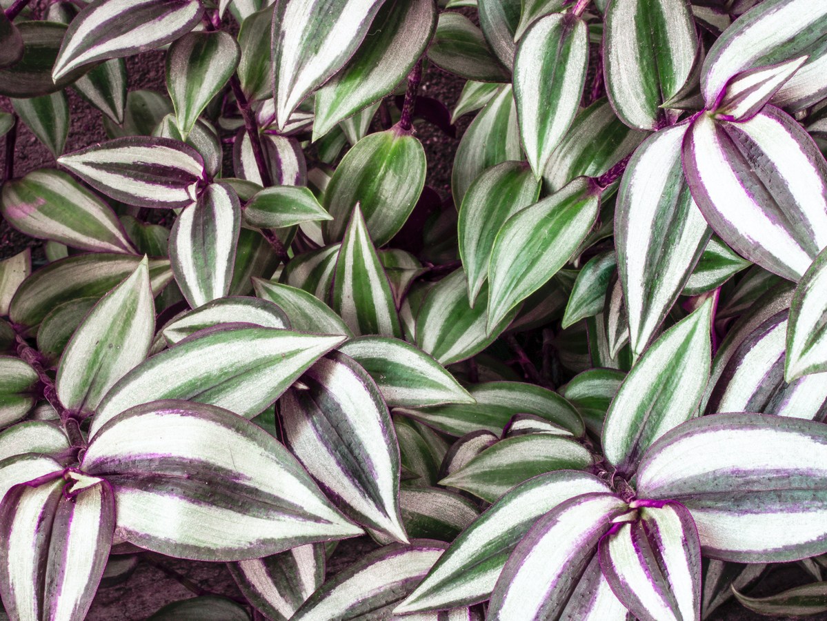 Tradescantia Zebrina: raskošna prugasta puzavica