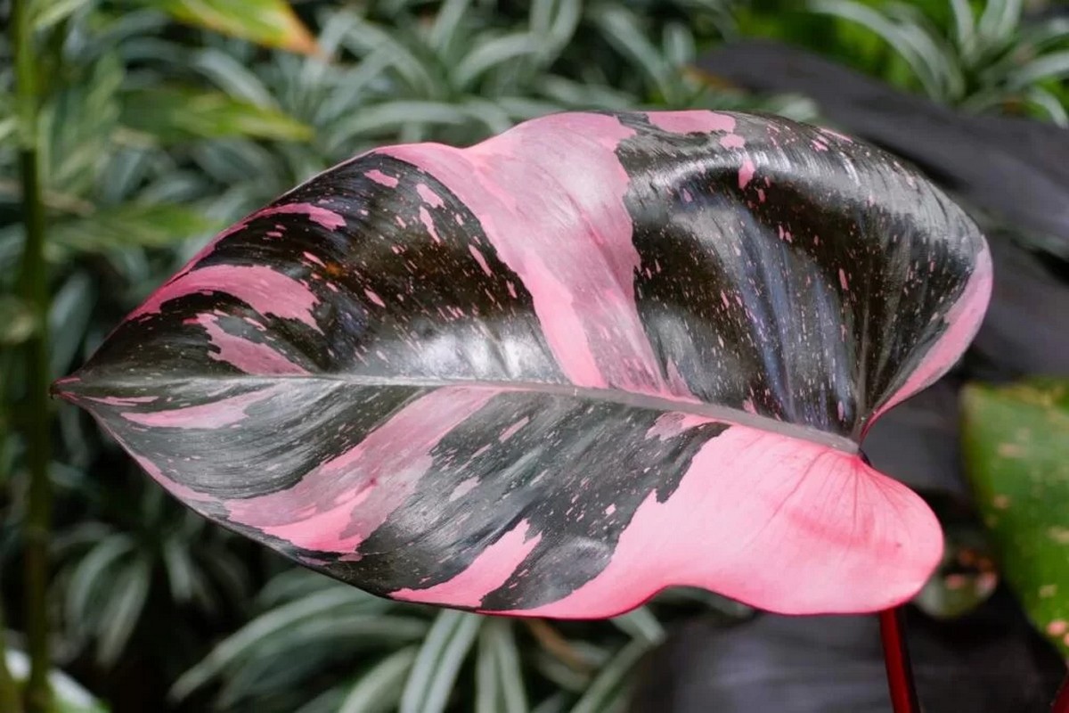 Filodendron “Pink Princess”: napokon ispunjena želja