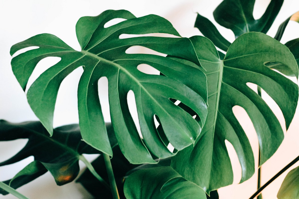 Monstera deliciosa: nemirna kraljica