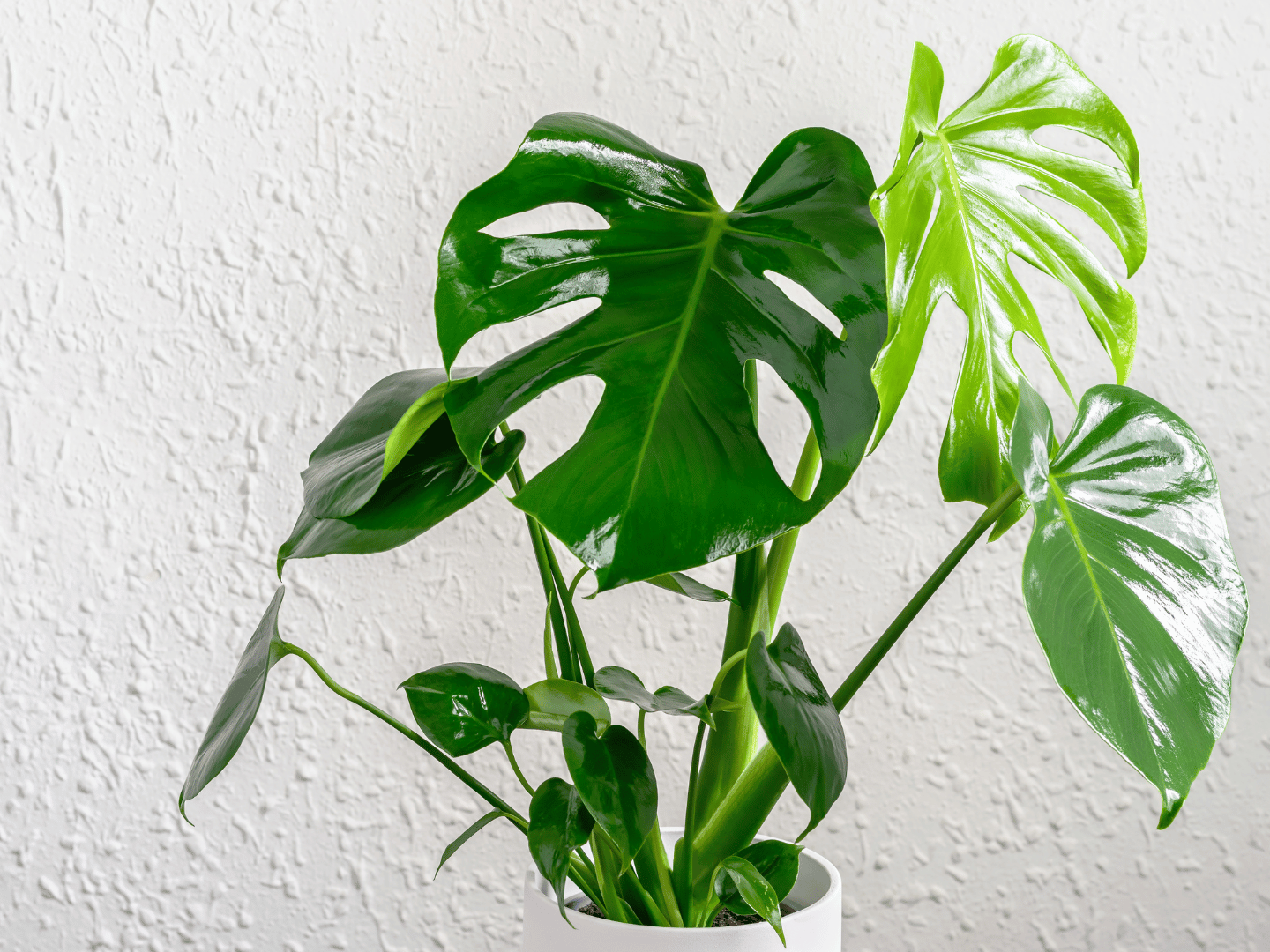 Monstera mania: najpopularnije vrste i kako ih njegovati