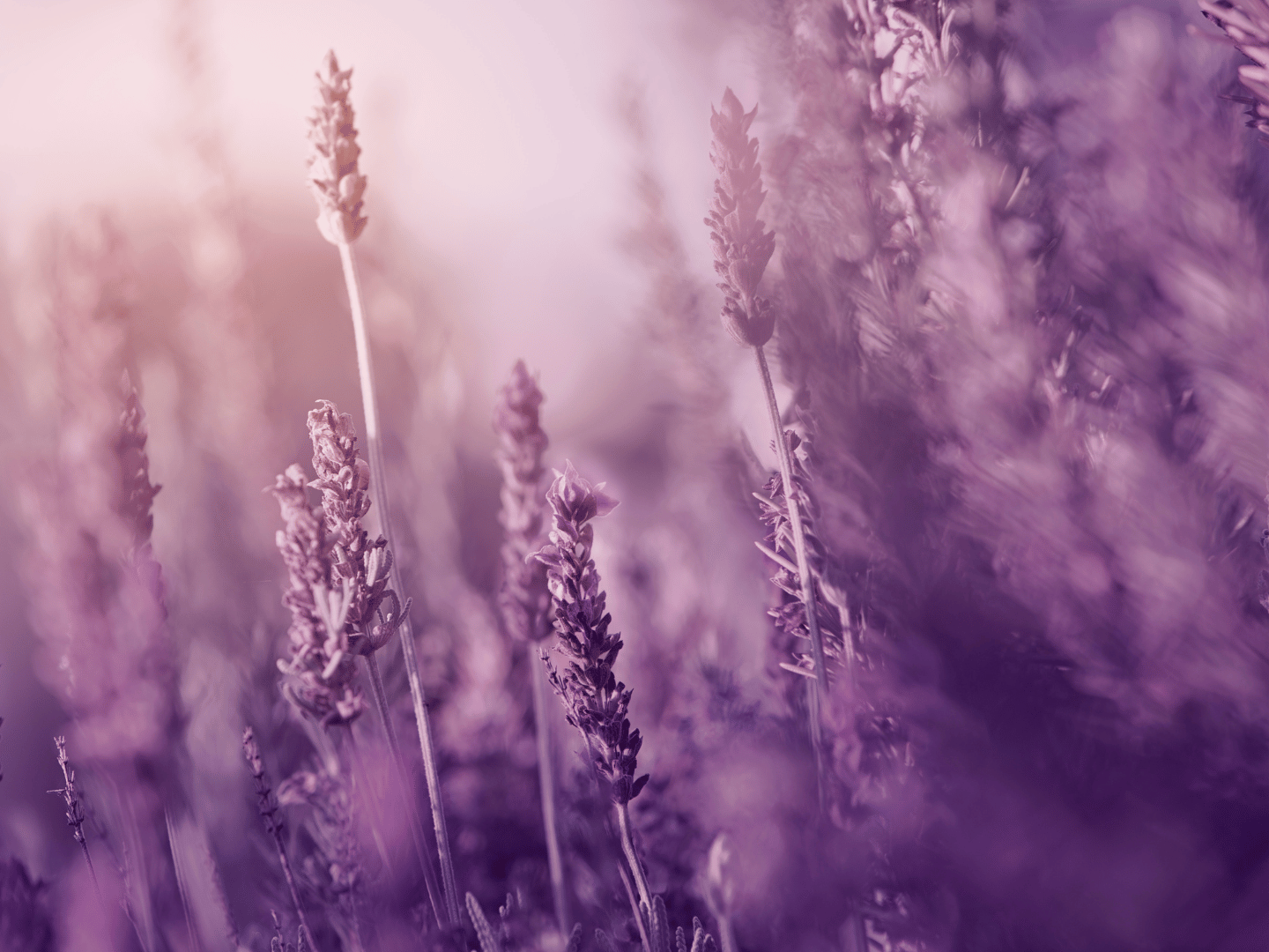 Lavanda: miris drevne mudrosti i iscjeljenja