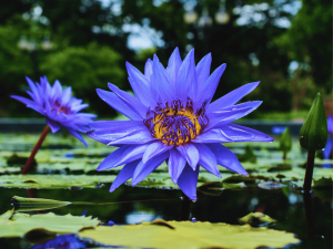 Plavi Lotus: portal između svjetova 3