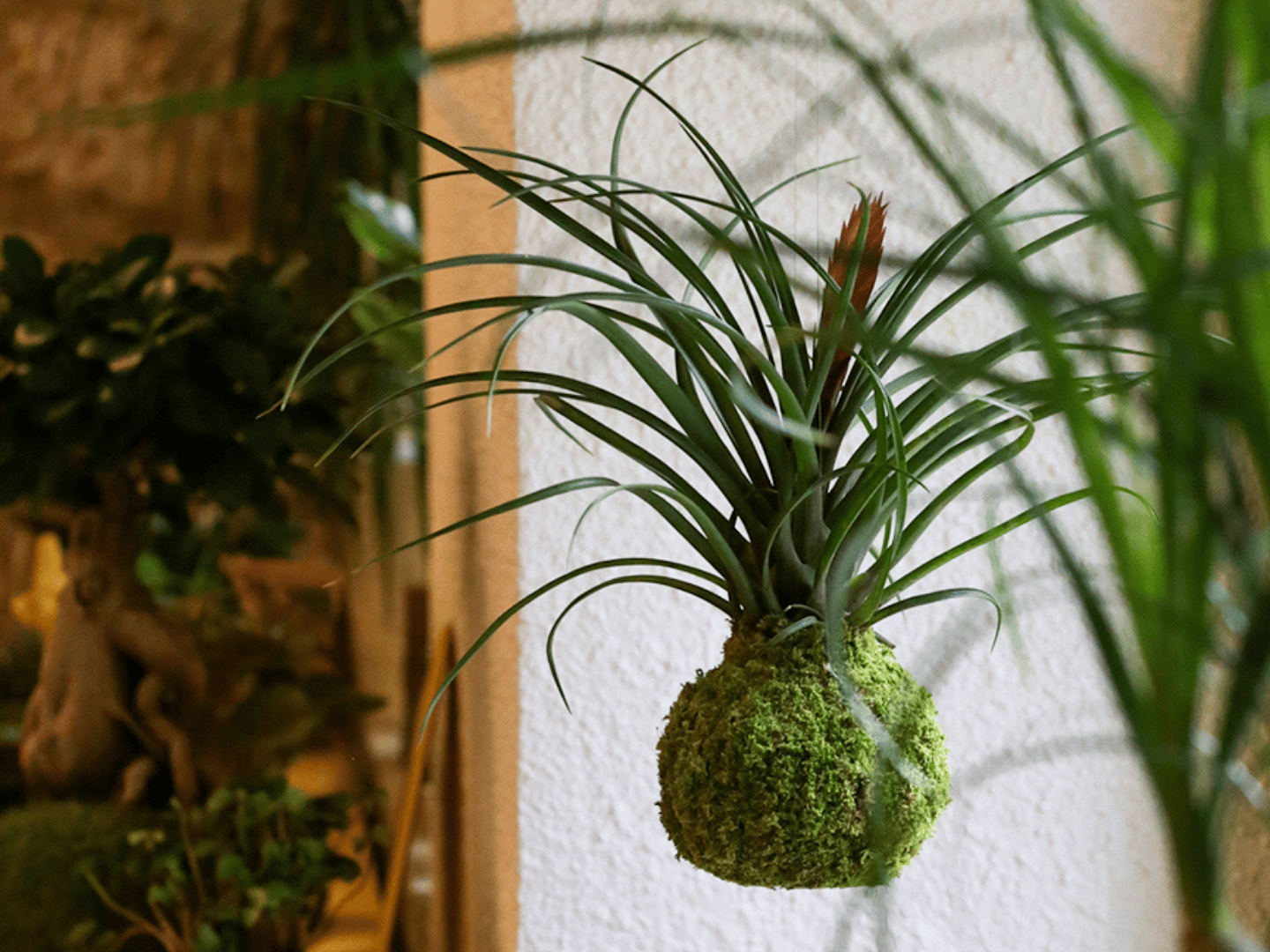 Intervju: svijet kokedama iz radionice Hangin’ Garden