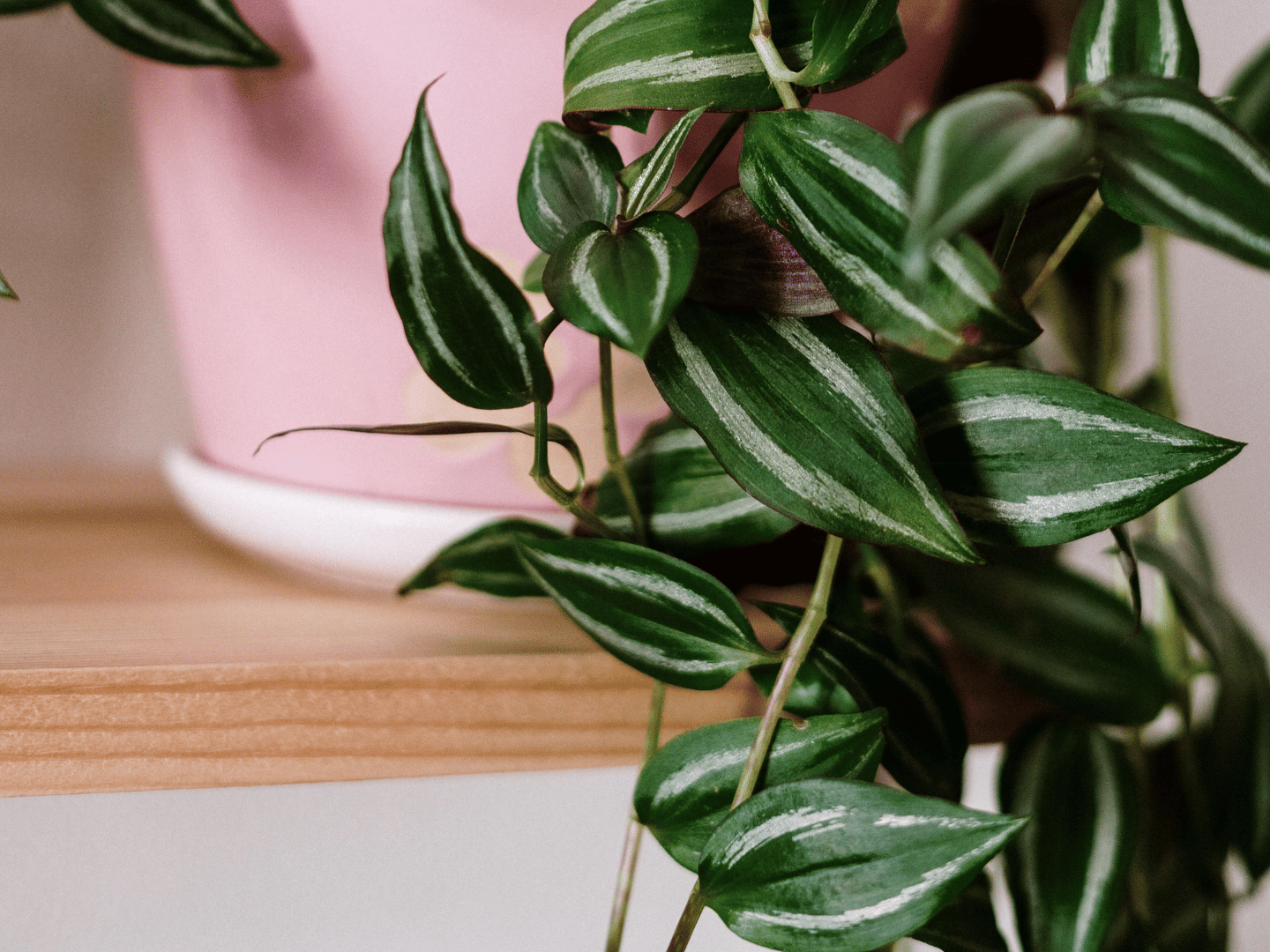 Tradescantia: šarena nezahtjevna ljepotica
