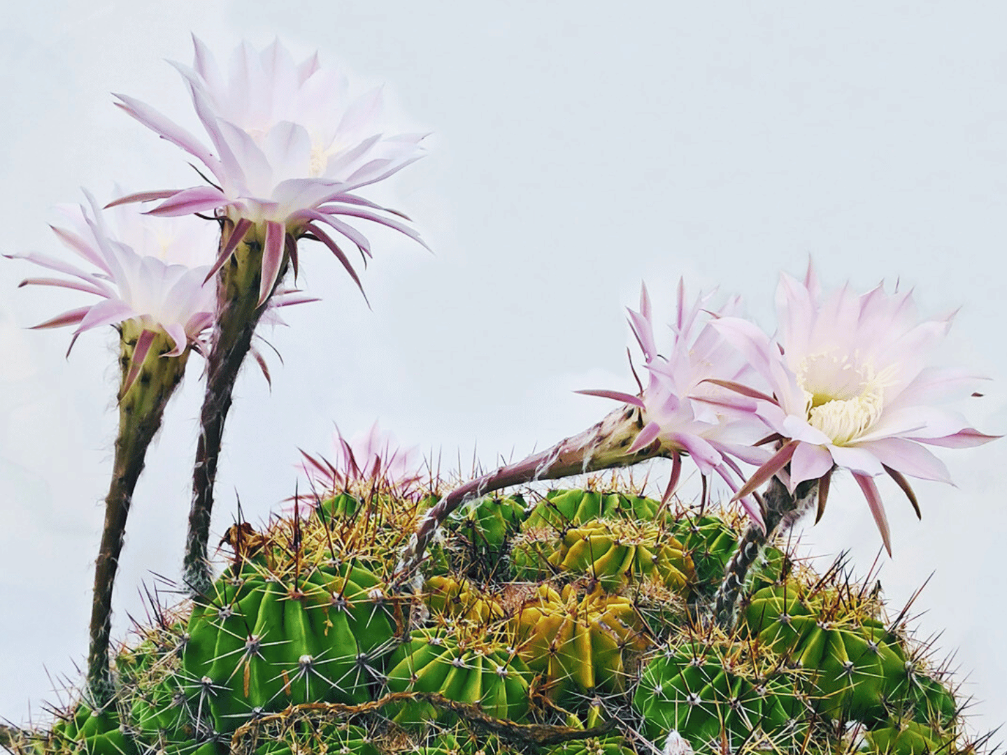 Echinopsis: kaktus koji cvjeta kao da sanjaš