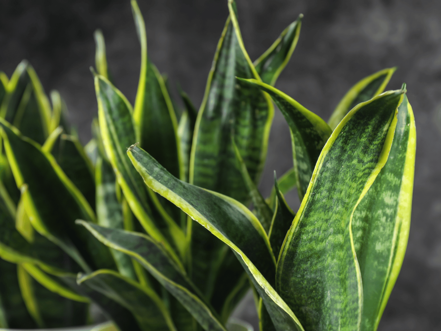 Sansevieria: simbolika, povijest i raznovrsnost