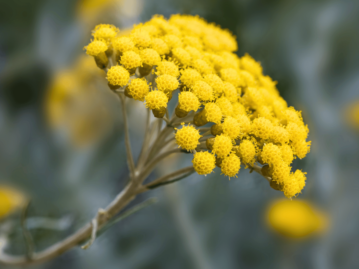 Smilje – zlatna biljka Mediterana