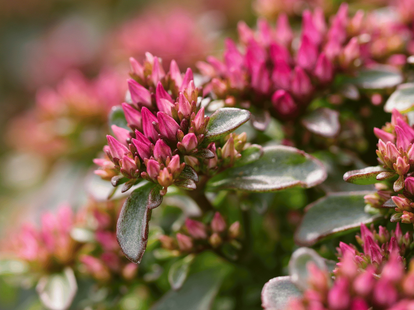 Sedum – skromni sukulent koji obožava sunce