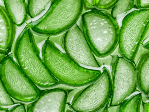Aloe vera – od Kleopatrine rutine do današnjih gelova 1