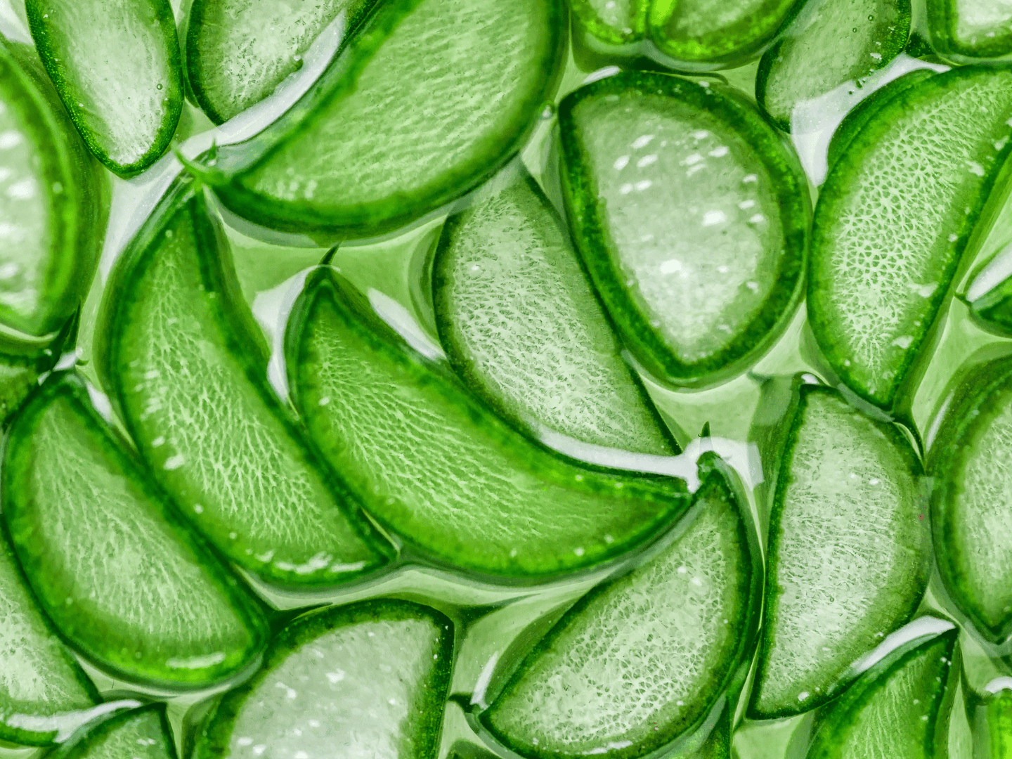 Aloe vera – od Kleopatrine rutine do današnjih gelova