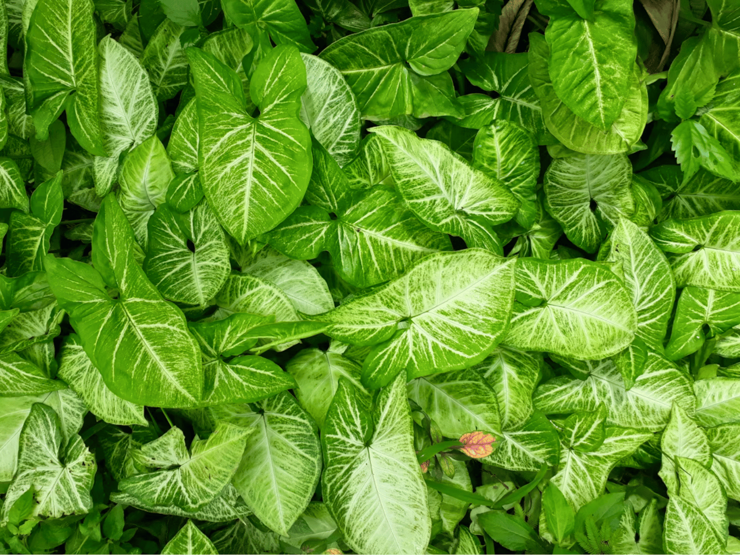 Vodič za Syngonium: njega, simbolika i najljepši kultivari