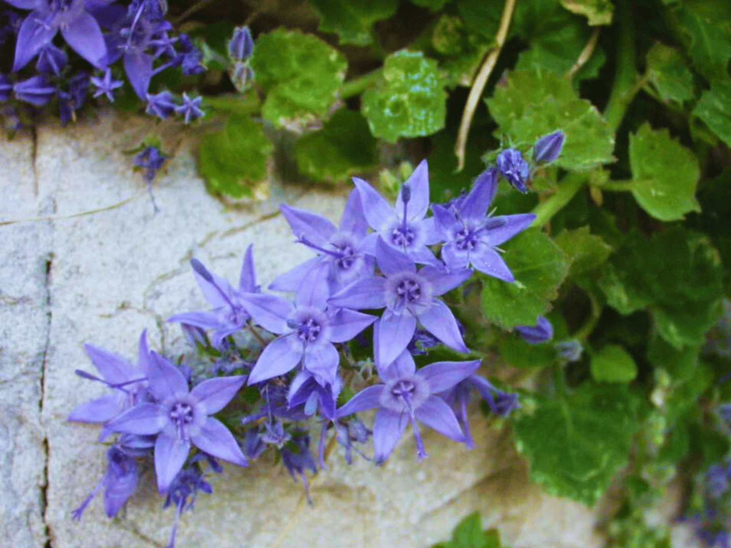 Endemi Hrvatske – skriveno blago naših planina, otoka i stijena