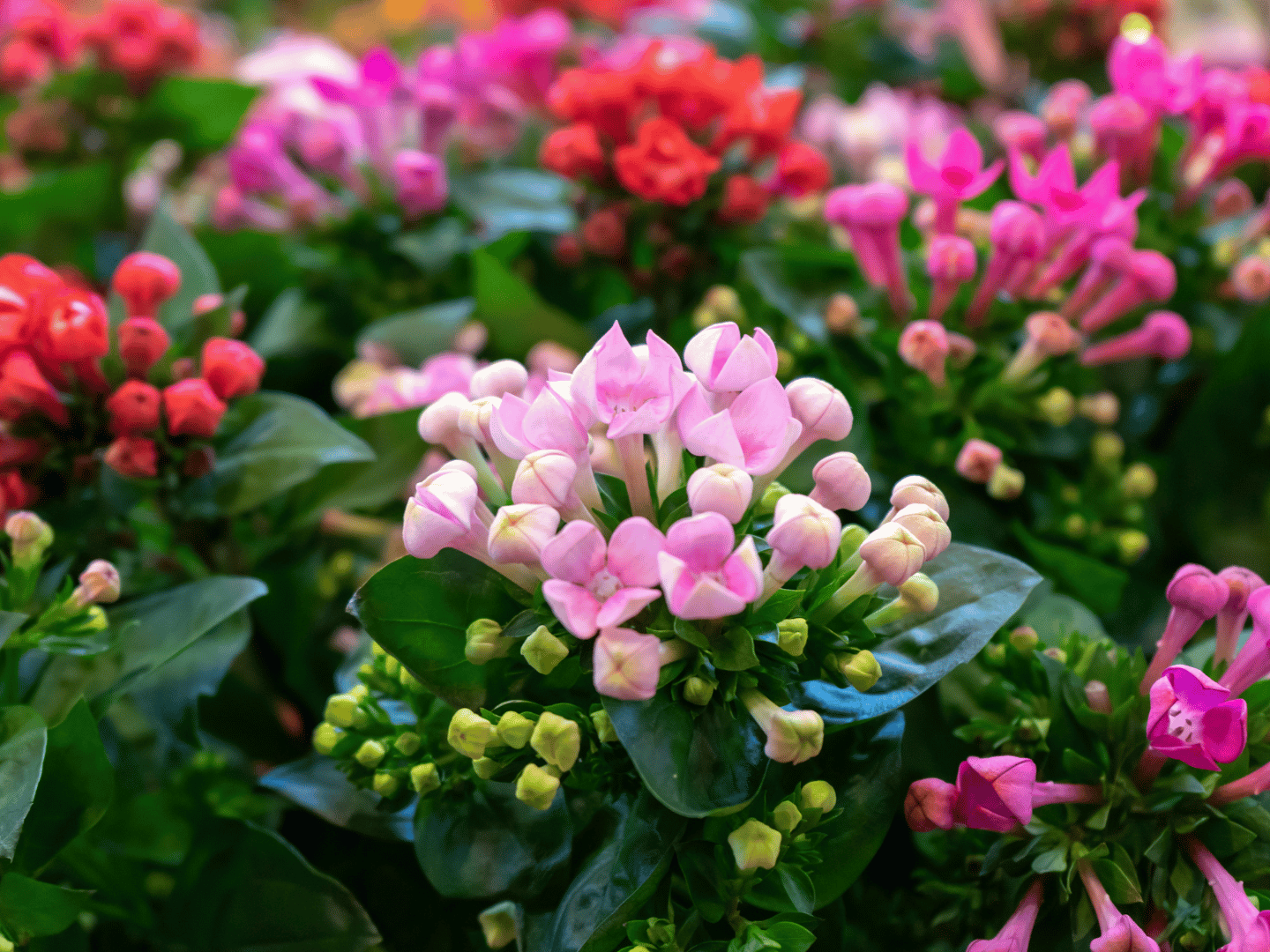 Kalanchoe – mala biljka velikog karaktera