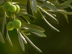 Masline – tekuće zlato Mediterana 1