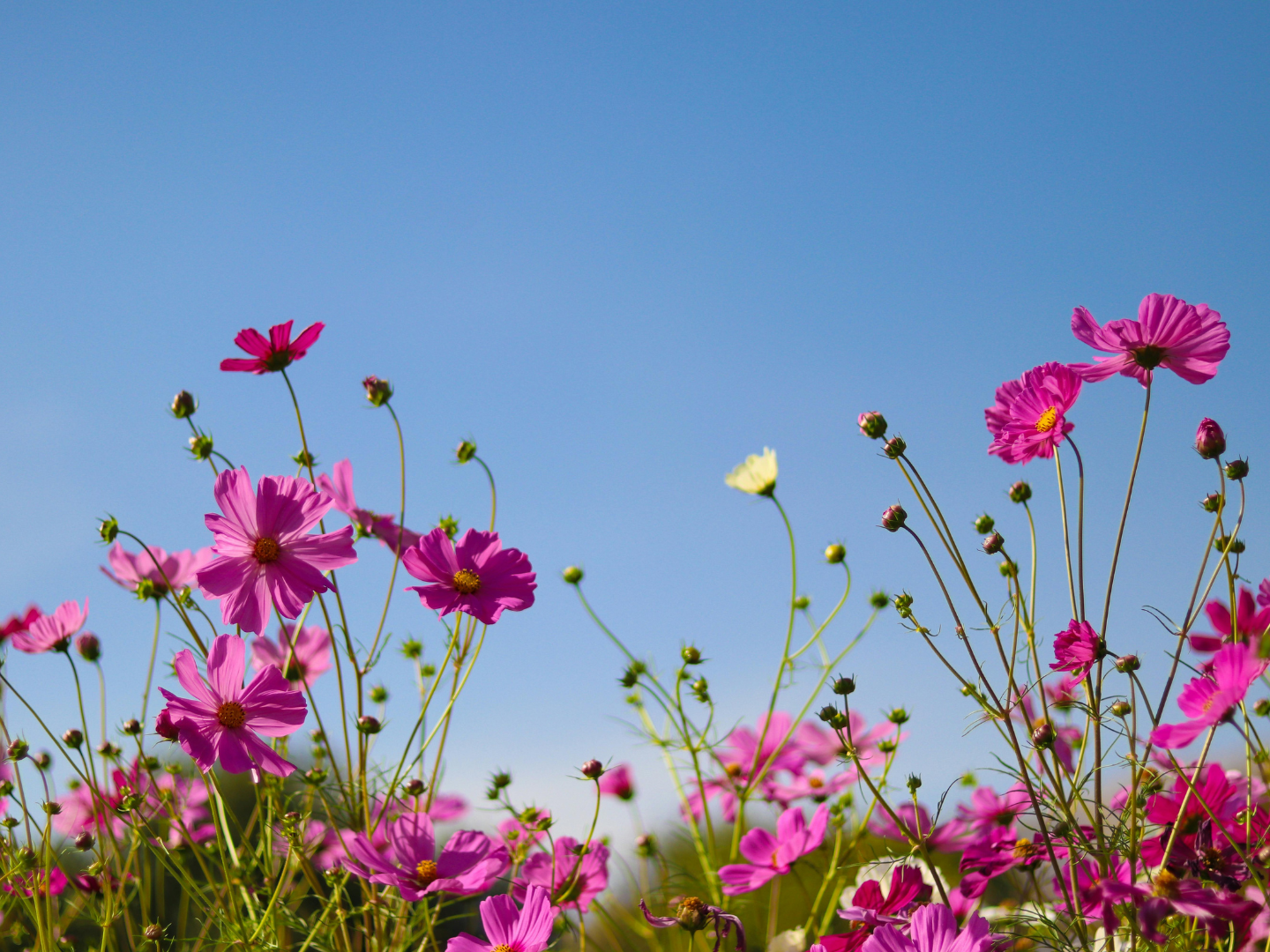 Zašto neko cvijeće miriše, a neko ne?