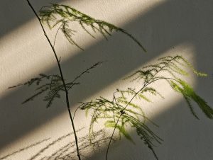 pexels-2148460223-35139377
