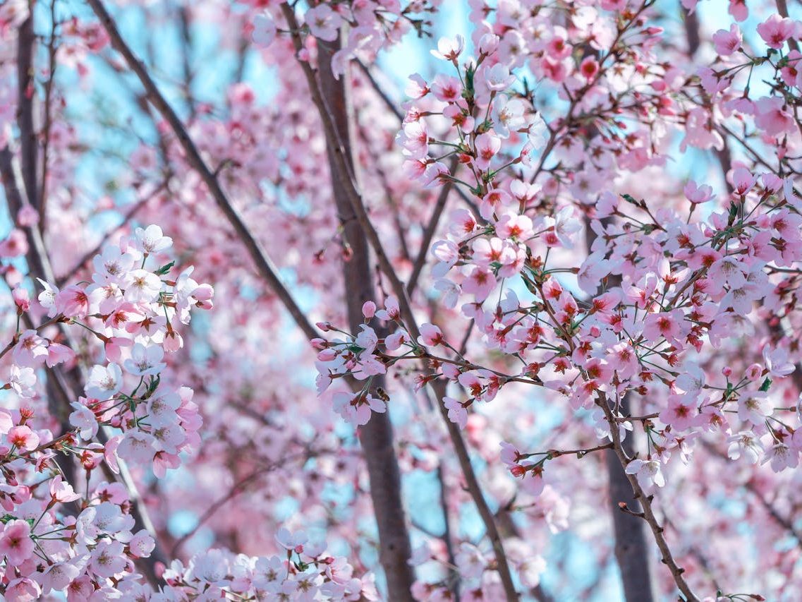 Trešnja – uzgoj, sezonalnost i simbolika kroz kulture