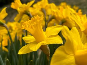 Narcisi – cvijet koji najavljuje proljeće pexels-alireza-am-2149054085-30638497