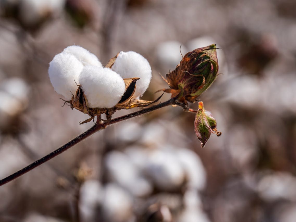 Biljke koje su promijenile svijet: pamuk