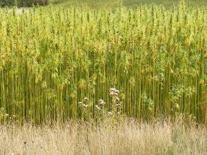 1280px-Hemp_Crop_in_Peasenhall_Road,_Walpole_-_geograph.org.uk_-_1470339
