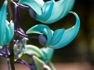 Cvjetovi koji izgledaju nestvarno: žadova loza Jade_Flor