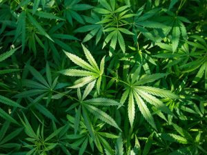 Biljke koje su promijenile svijet: kanabis — 2. dio Marijuana_share