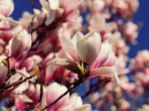 Magnolija – cvijet stariji od pčela pexels-christina99999-31510589