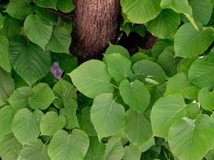 Lipa – stablo mira i zajedništva KONICA MINOLTA DIGITAL CAMERA