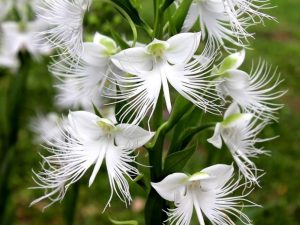 Orhideje — najljepše varalice biljnog svijeta habenaria-radiata-780x520