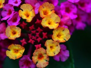 ผกากรอง_Lantana_camara_L_(3)